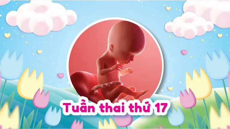 Những Điều Mẹ Bầu Cần Biết Khi Mang Thai 17 Tuần
